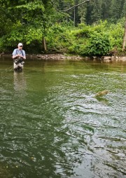 Fish jumping out of the water 